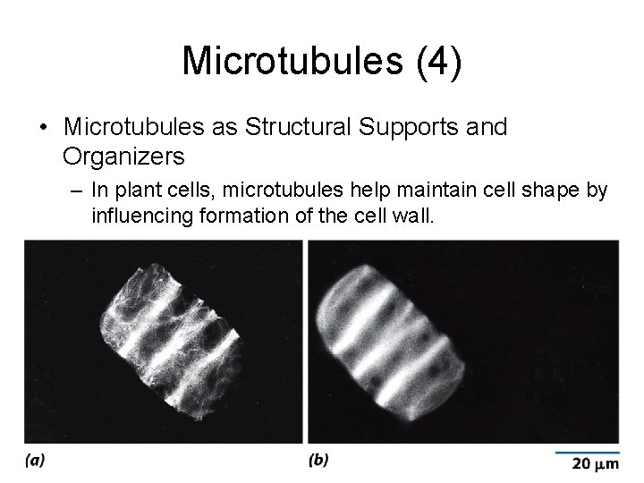 Microtubules (4) • Microtubules as Structural Supports and Organizers – In plant cells, microtubules