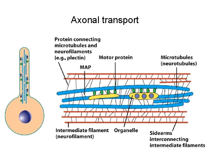 Axonal transport 