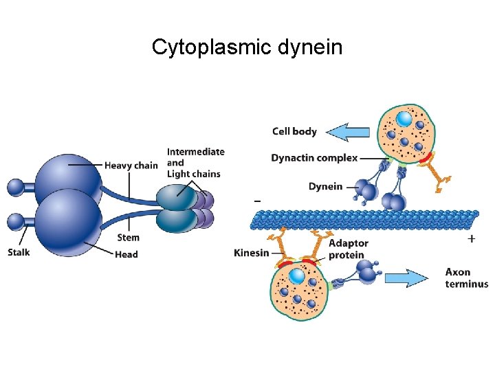 Cytoplasmic dynein 