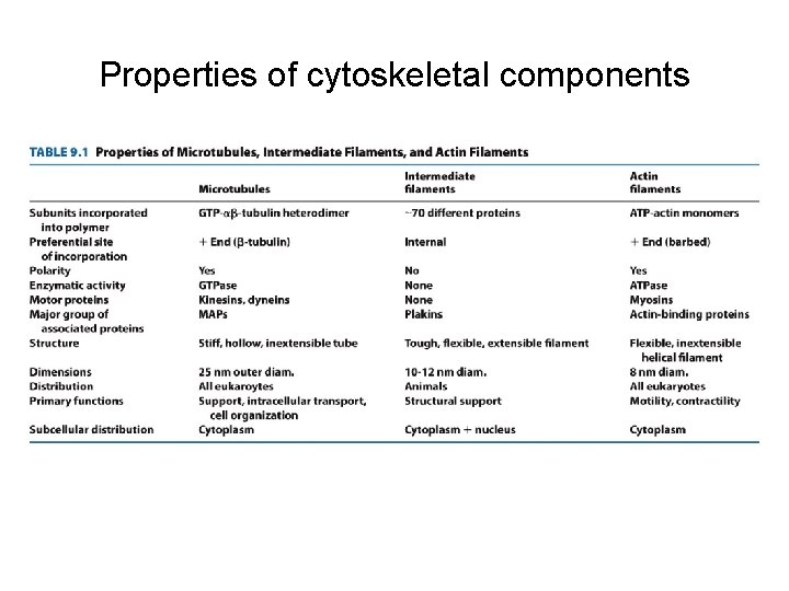 Properties of cytoskeletal components 