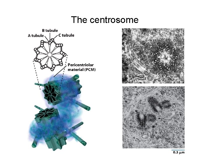 The centrosome 