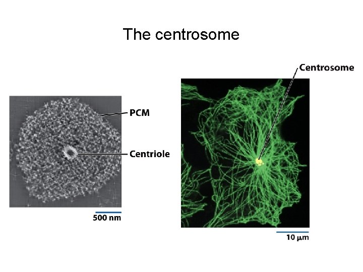 The centrosome 