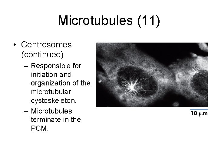 Microtubules (11) • Centrosomes (continued) – Responsible for initiation and organization of the microtubular