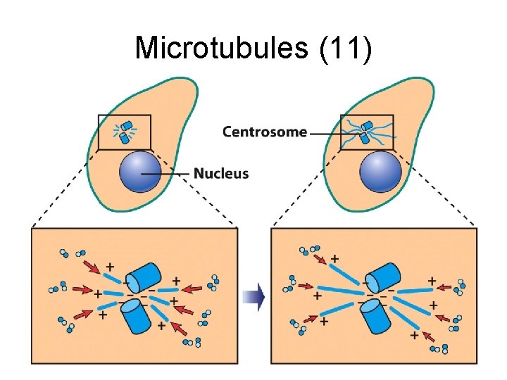 Microtubules (11) 