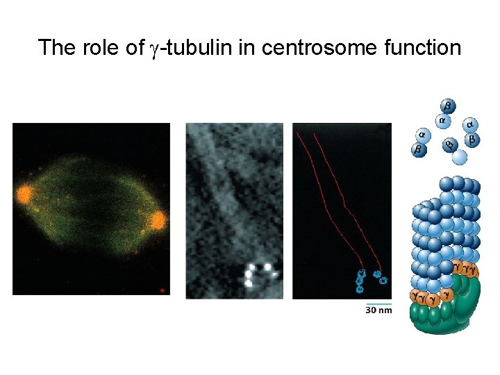 The role of -tubulin in centrosome function 