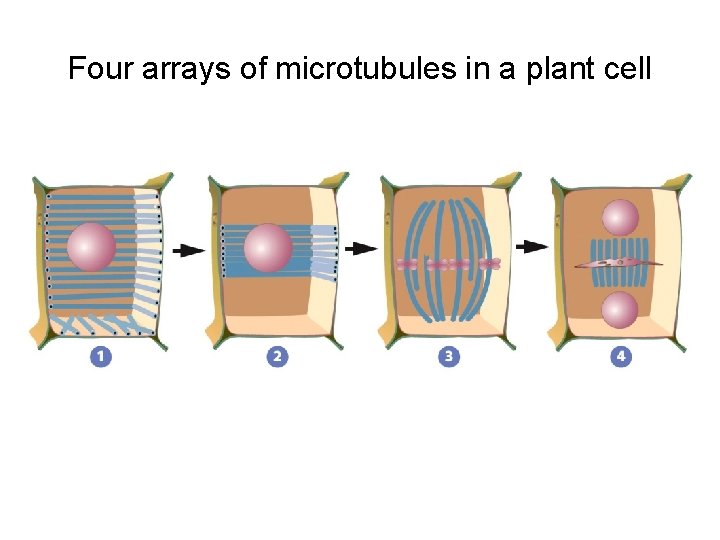 Four arrays of microtubules in a plant cell 