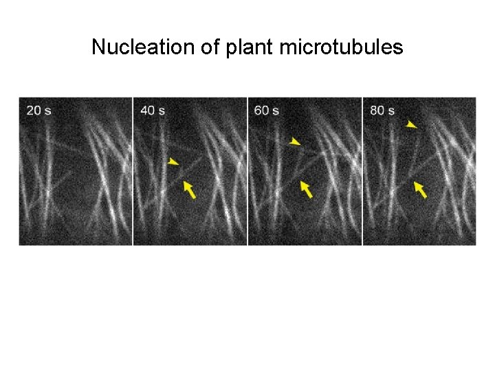 Nucleation of plant microtubules 