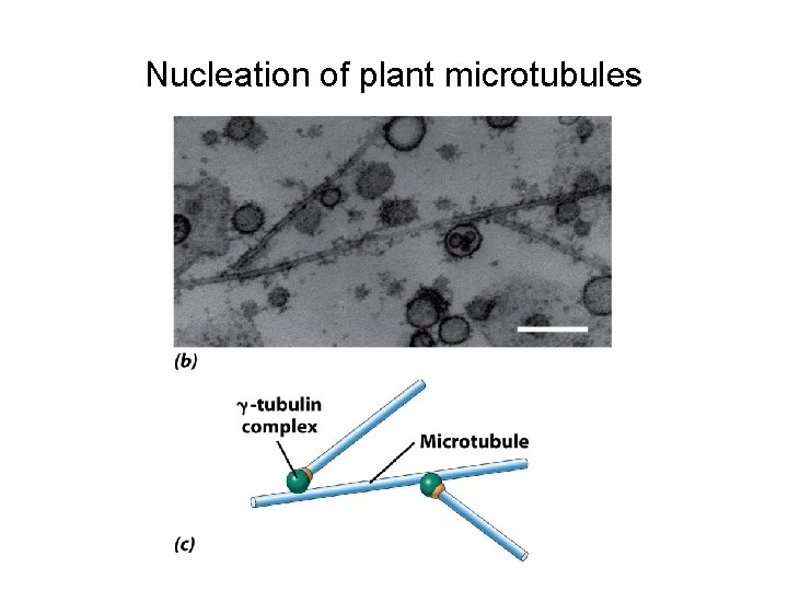 Nucleation of plant microtubules 