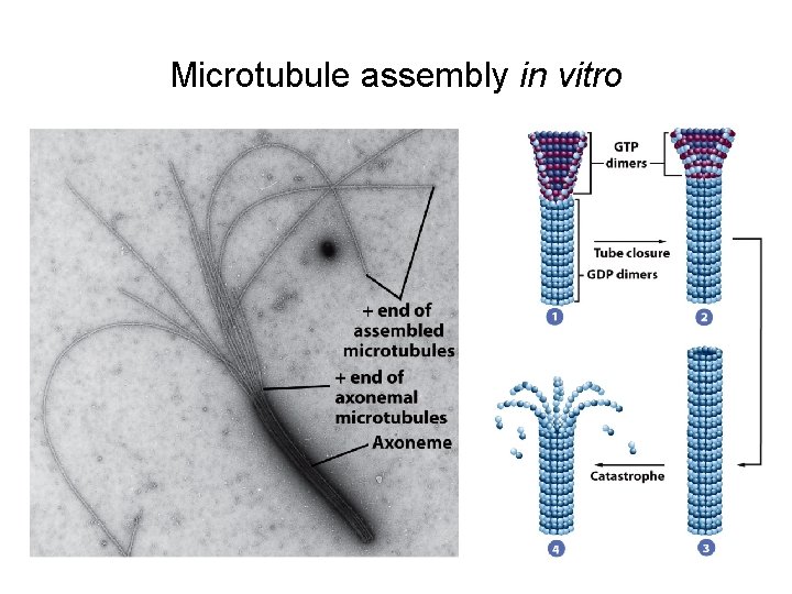 Microtubule assembly in vitro 