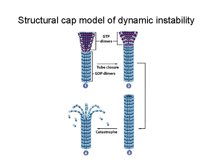 Structural cap model of dynamic instability 