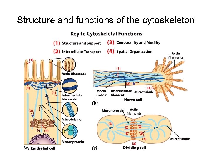 Structure and functions of the cytoskeleton 