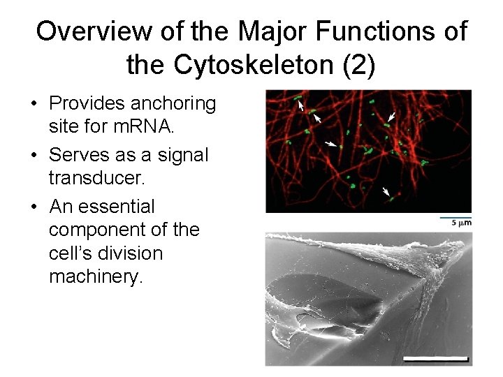 Overview of the Major Functions of the Cytoskeleton (2) • Provides anchoring site for