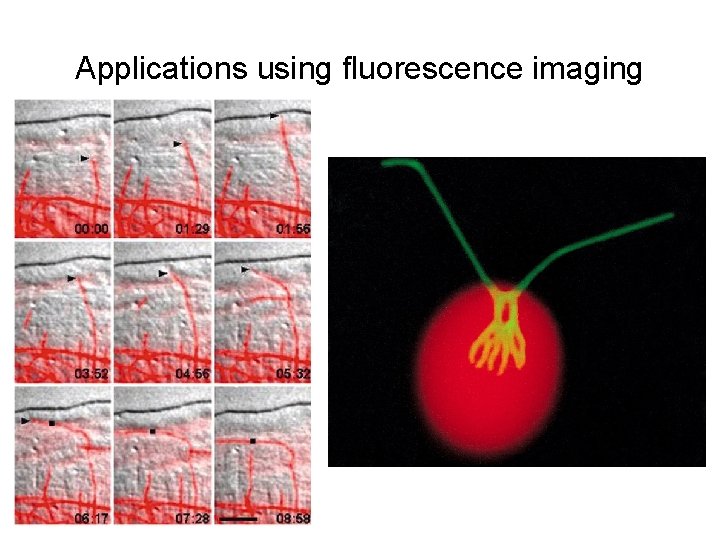 Applications using fluorescence imaging 