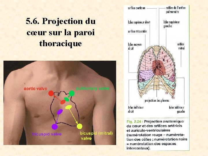 5. 6. Projection du cœur sur la paroi thoracique 