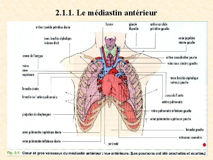 2. 1. 1. Le médiastin antérieur 