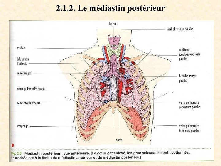 2. 1. 2. Le médiastin postérieur 