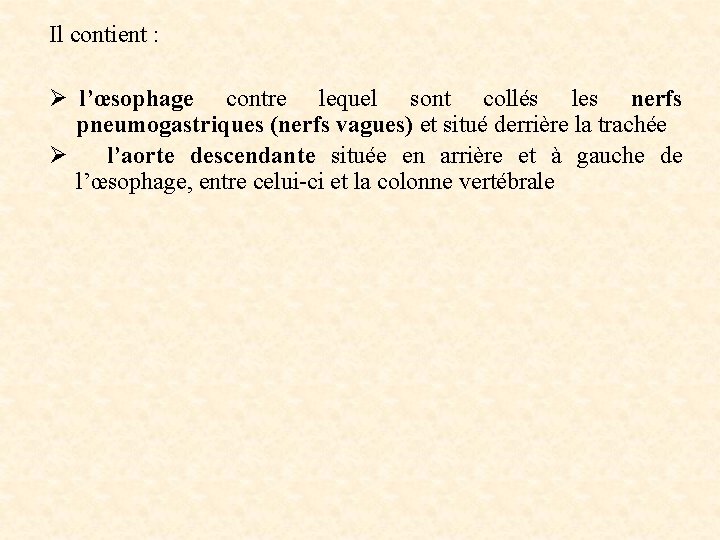 Il contient : Ø l’œsophage contre lequel sont collés les nerfs pneumogastriques (nerfs vagues)