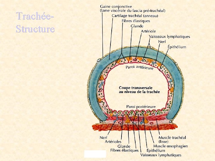 Trachée- Structure 