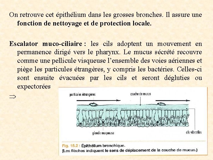 On retrouve cet épithélium dans les grosses bronches. Il assure une fonction de nettoyage