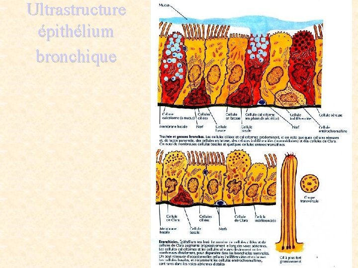 Ultrastructure épithélium bronchique 