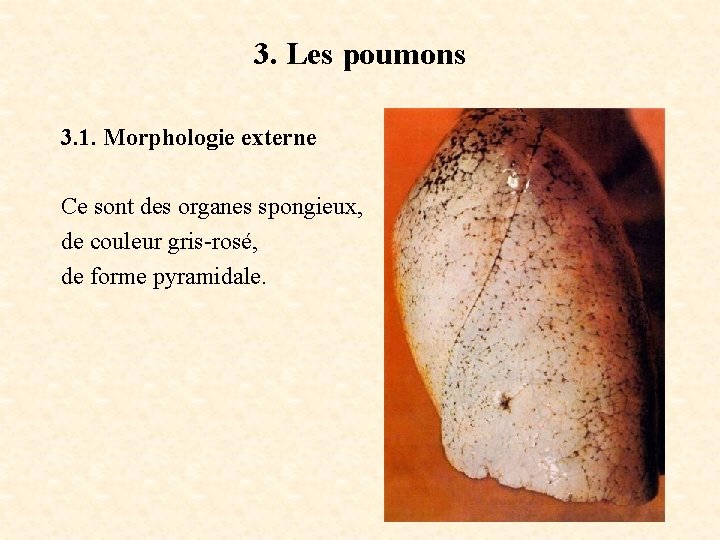 3. Les poumons 3. 1. Morphologie externe Ce sont des organes spongieux, de couleur