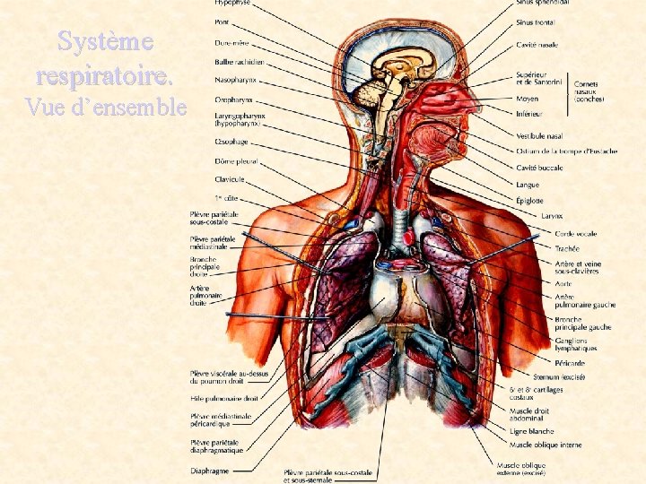Système respiratoire. Vue d’ensemble 