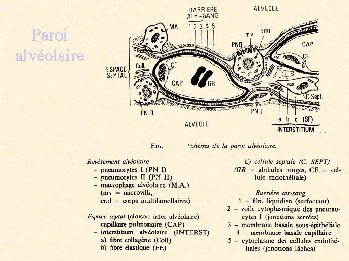 Paroi alvéolaire 