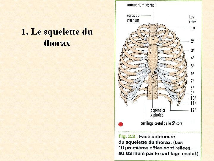 1. Le squelette du thorax 