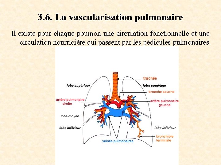 3. 6. La vascularisation pulmonaire Il existe pour chaque poumon une circulation fonctionnelle et