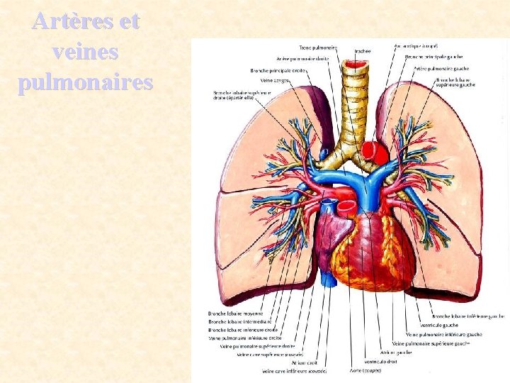 Artères et veines pulmonaires 