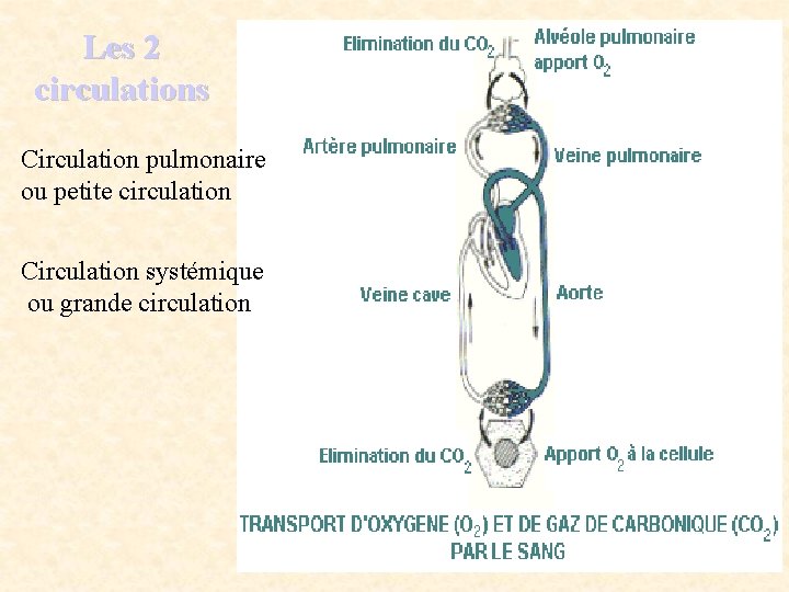 Les 2 circulations Circulation pulmonaire ou petite circulation Circulation systémique ou grande circulation 