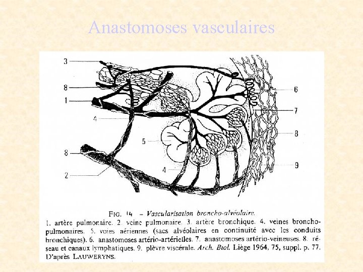 Anastomoses vasculaires 