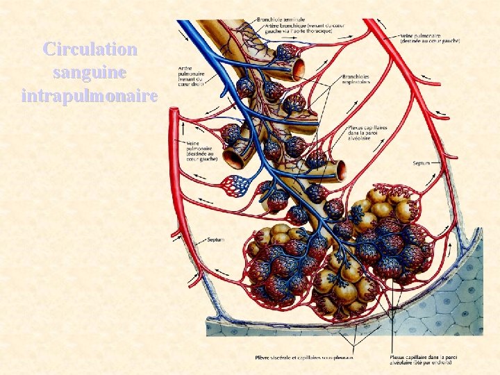Circulation sanguine intrapulmonaire 