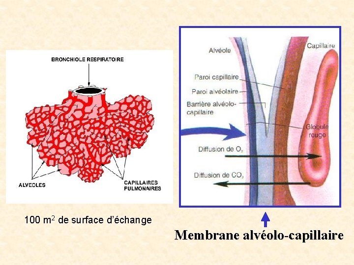 100 m 2 de surface d’échange Membrane alvéolo-capillaire 