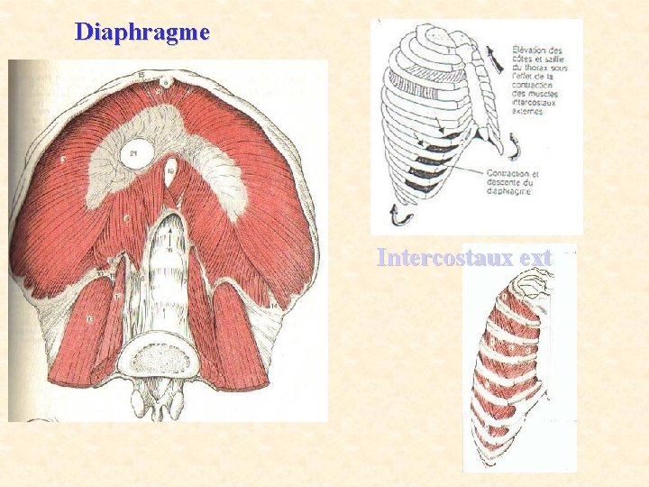 Diaphragme Intercostaux ext 