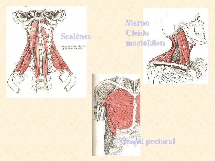 Scalènes Sterno Cleido mastoïdien Grand pectoral 