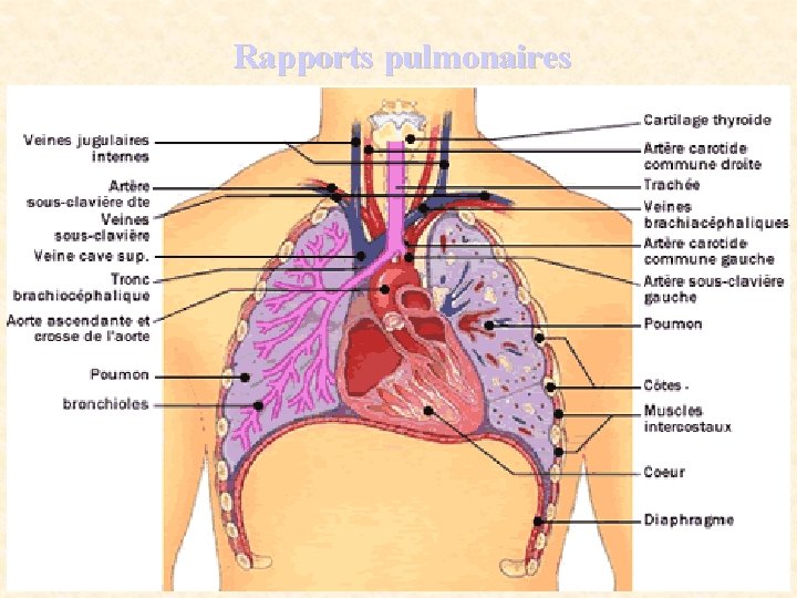 Rapports pulmonaires 