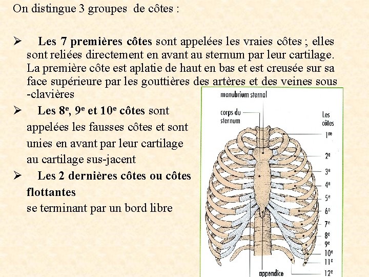 On distingue 3 groupes de côtes : Ø Les 7 premières côtes sont appelées