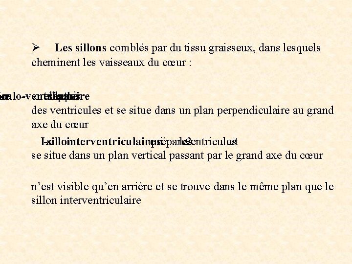  Ø Les sillons comblés par du tissu graisseux, dans lesquels cheminent les vaisseaux