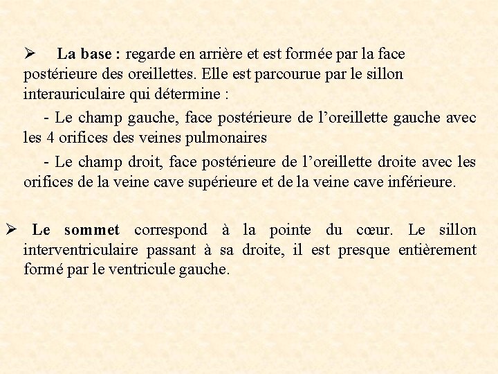  Ø La base : regarde en arrière et est formée par la face