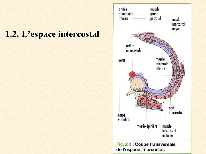 1. 2. L’espace intercostal 