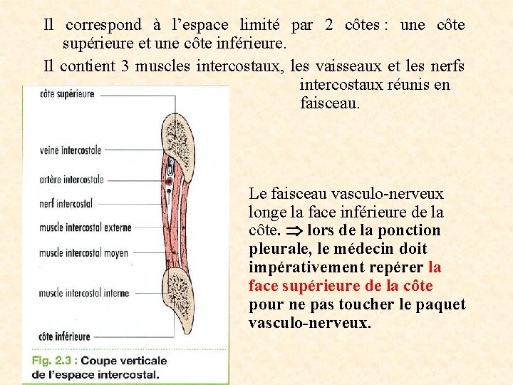 Il correspond à l’espace limité par 2 côtes : une côte supérieure et une