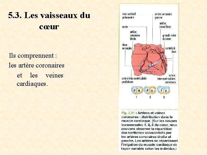 5. 3. Les vaisseaux du cœur Ils comprennent : les artère coronaires et les