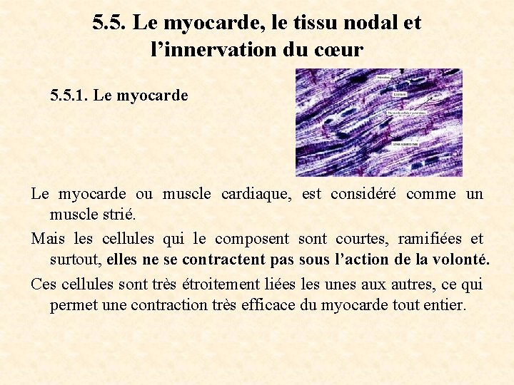 5. 5. Le myocarde, le tissu nodal et l’innervation du cœur 5. 5. 1.