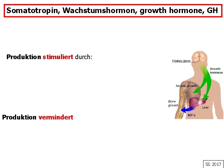 Somatotropin, Wachstumshormon, growth hormone, GH Produktion stimuliert durch: Produktion vermindert SS 2017 