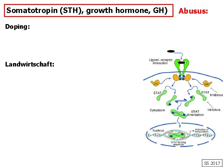 Somatotropin (STH), growth hormone, GH) Abusus: Doping: Landwirtschaft: SS 2017 