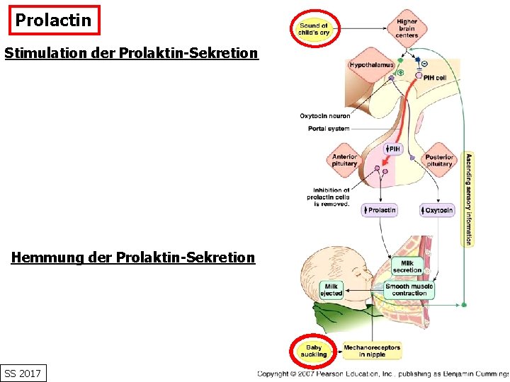 Prolactin Stimulation der Prolaktin-Sekretion Hemmung der Prolaktin-Sekretion SS 2017 