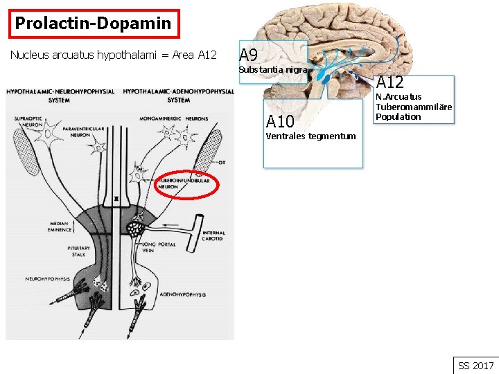 Prolactin-Dopamin Nucleus arcuatus hypothalami = Area A 12 A 9 Substantia nigra A 10