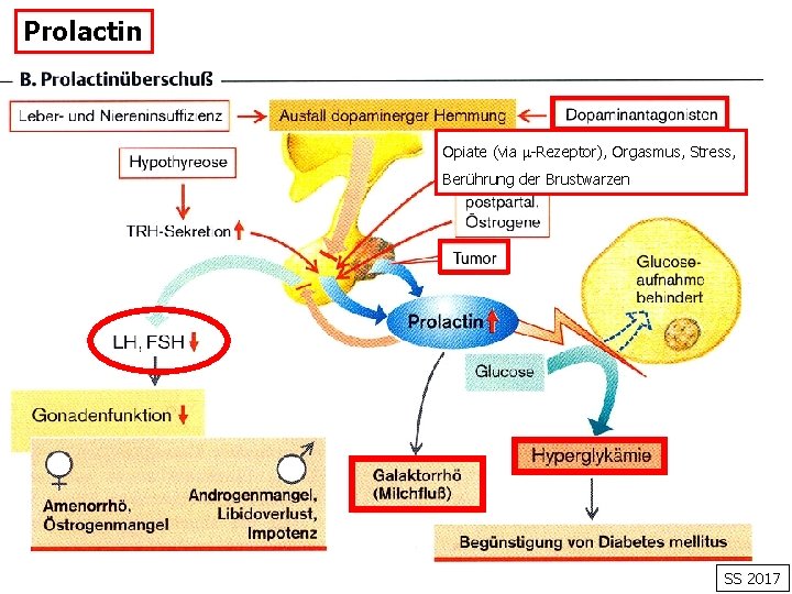 Prolactin Opiate (via -Rezeptor), Orgasmus, Stress, Berührung der Brustwarzen SS 2017 