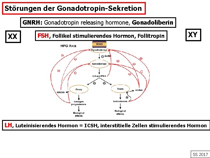 Störungen der Gonadotropin-Sekretion GNRH: Gonadotropin releasing hormone, Gonadoliberin XX FSH, Follikel stimulierendes Hormon, Follitropin